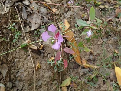 Clarkia unguiculata, photographed by joergmlpts