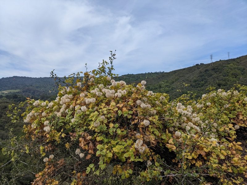 Clematis lasiantha, photographed by joergmlpts