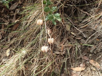 Fritillaria affinis, photographed by joergmlpts