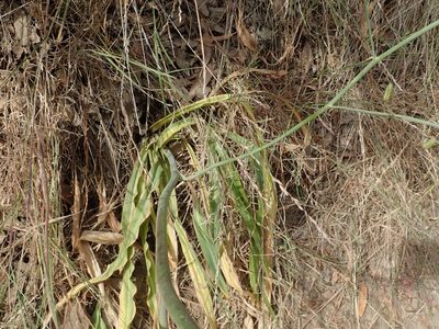 Chlorogalum pomeridianum, photographed by joergmlpts