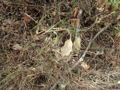 Calochortus albus, photographed by joergmlpts