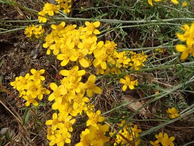 Eriophyllum confertiflorum, photographed by joergmlpts