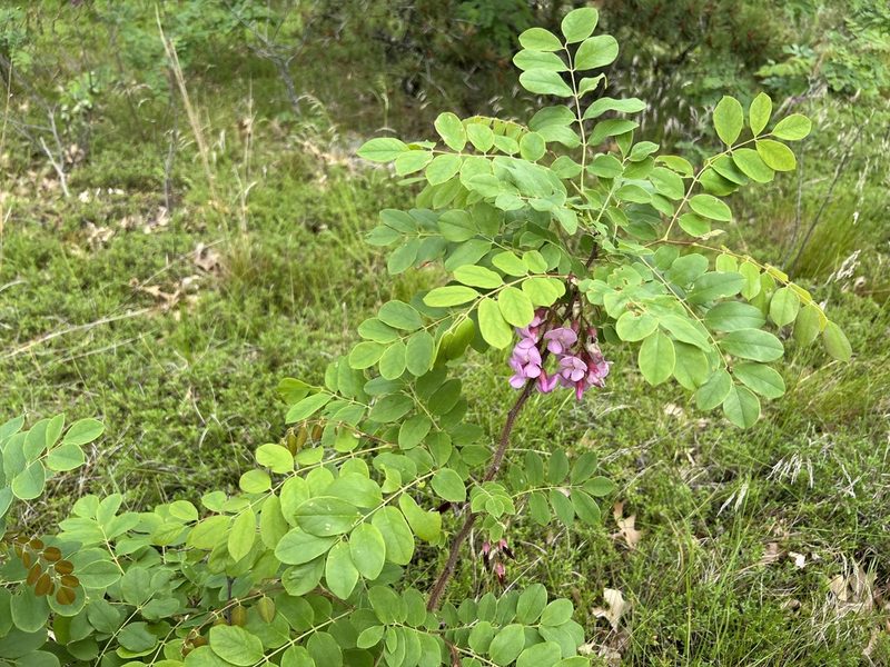 Robinia hispida, photographed by Annie Weissman