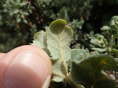 Quercus durata