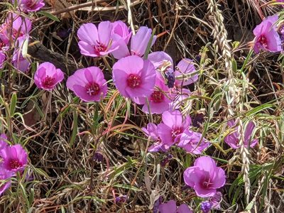 Clarkia rubicunda, photographed by joergmlpts