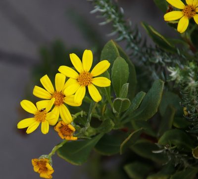 Chrysanthemoides monilifera, photographed by Tony Rebelo
