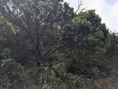 Arctostaphylos glauca