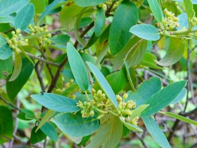 Frangula californica, photographed by Michael Warner