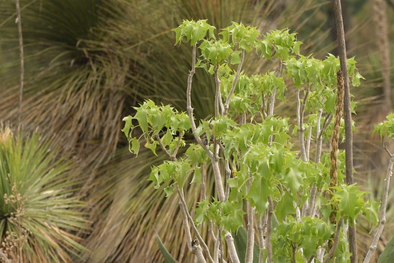 Senecio praecox, photographed by Diana Fuentes