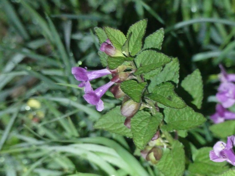 Melittis melissophyllum, photographed by Valentin Moser