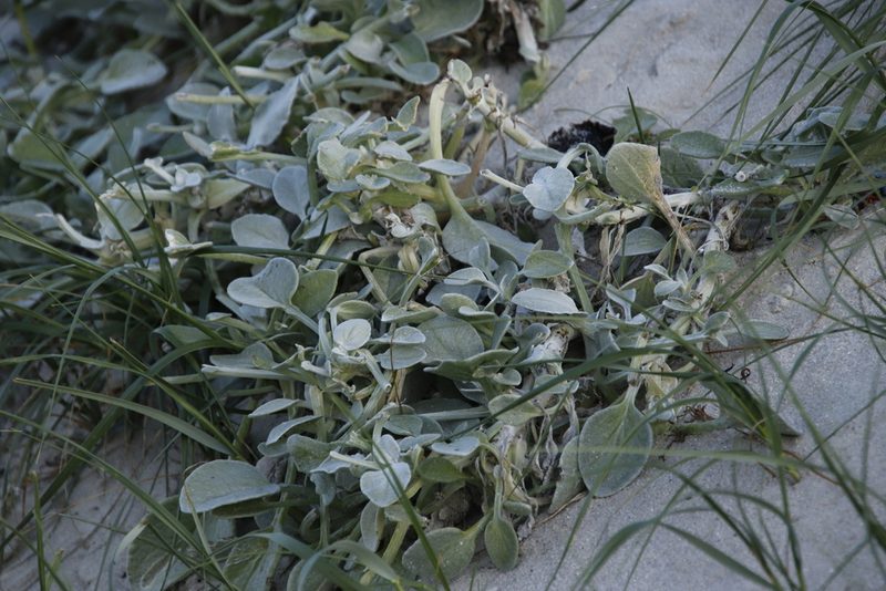 Arctotheca populifolia, photographed by Tony Rebelo