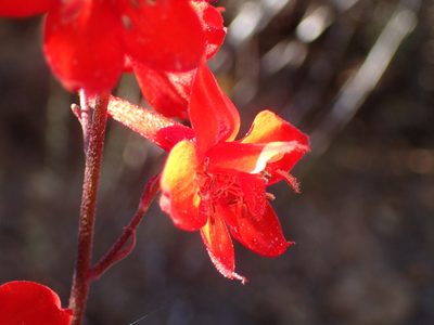 Delphinium cardinale, photographed by George Williams