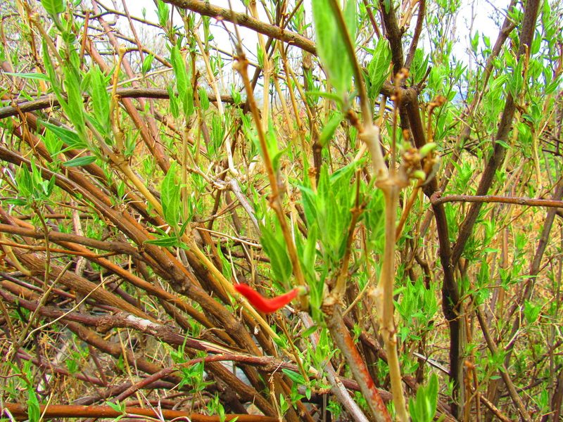 Anisacanthus pumilus, photographed by Oscar Alejandro Morales Juárez