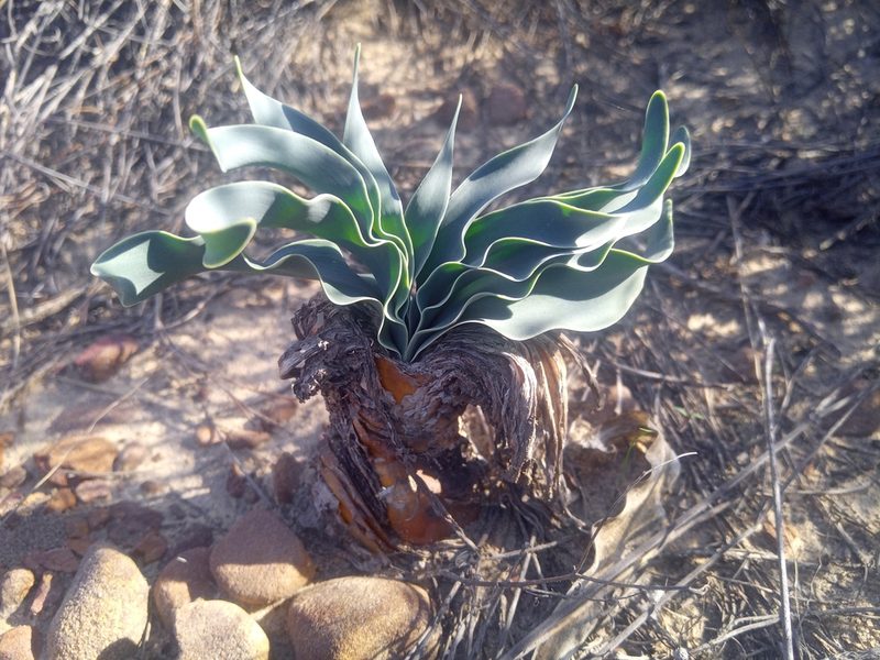 Boophone disticha, photographed by bullwooding