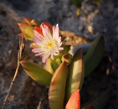 Delosperma guthriei, photographed by Tony Rebelo