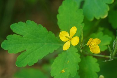 Chelidonium majus, photographed by Derek Winterburn