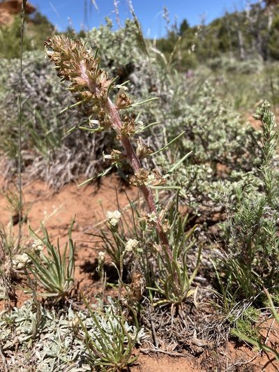 Ipomopsis spicata, photographed by Cecelia Alexander