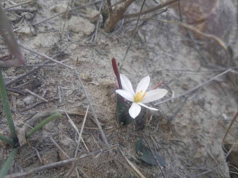 Pauridia alba, photographed by bullwooding