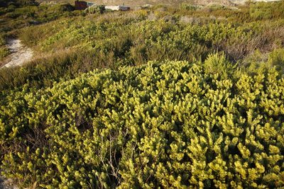 Osyris compressa, photographed by Tony Rebelo