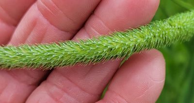Phleum pratense, photographed by Jean Sorensen