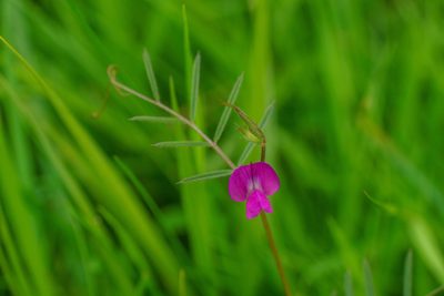 Vicia sativa, photographed by Derek Winterburn