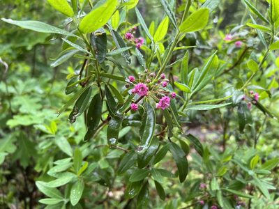 Kalmia angustifolia, photographed by Annie Weissman