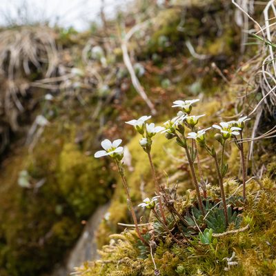 Saxifraga wahlenbergii, photographed by Piotr Lukasik