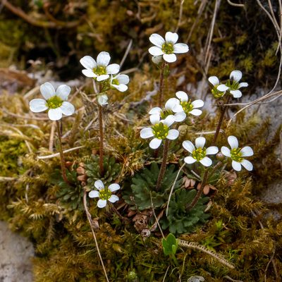 Saxifraga wahlenbergii, photographed by Piotr Lukasik