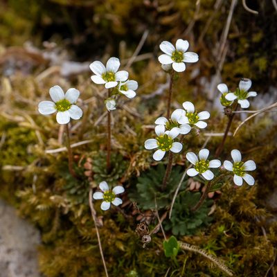Saxifraga wahlenbergii, photographed by Piotr Lukasik