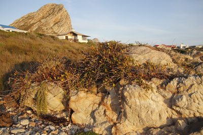 Searsia laevigata, photographed by Tony Rebelo