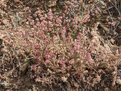 Eriogonum luteolum