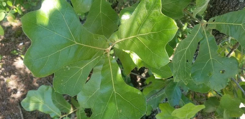 Quercus marilandica, photographed by Micki Colbeck