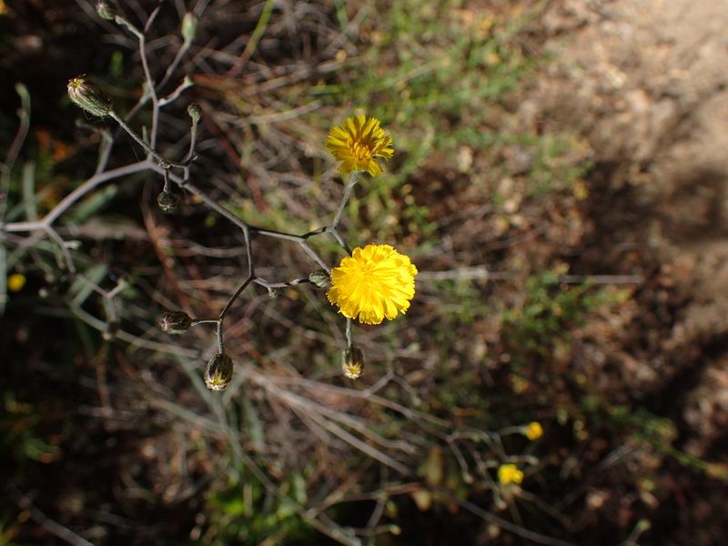 Hieracium argutum, photographed by George Williams