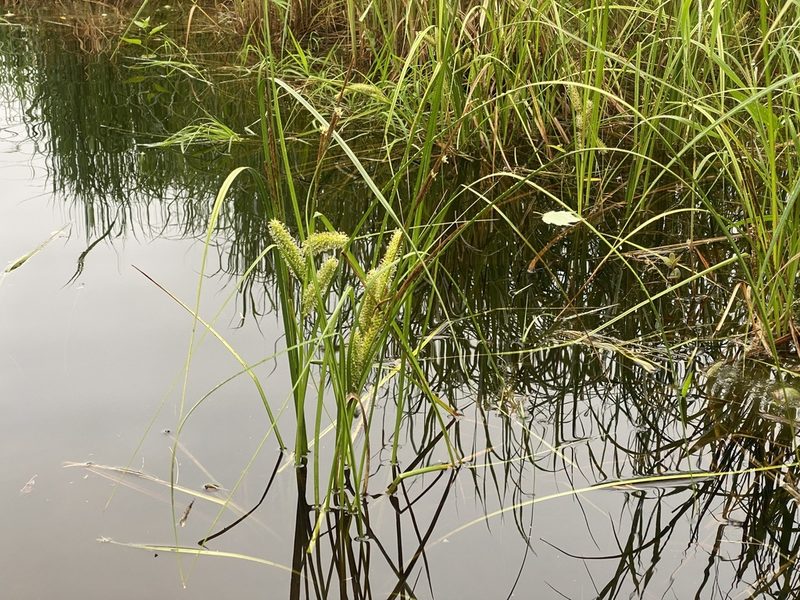 Carex utriculata, photographed by Doug Suitor