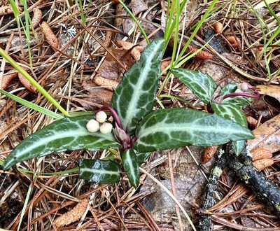 Chimaphila maculata, photographed by Annie Weissman