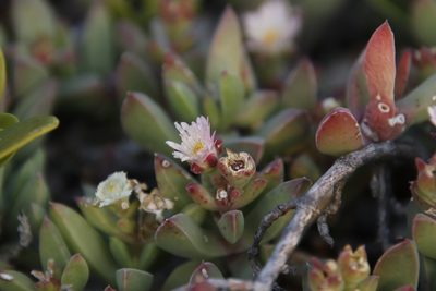 Delosperma guthriei, photographed by Tony Rebelo