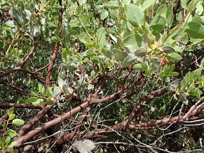 Arctostaphylos glauca, photographed by joergmlpts