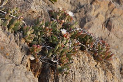Delosperma guthriei, photographed by Tony Rebelo
