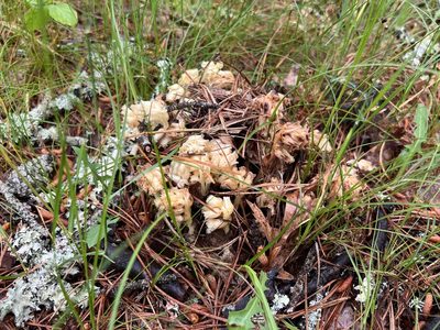 Hypopitys monotropa