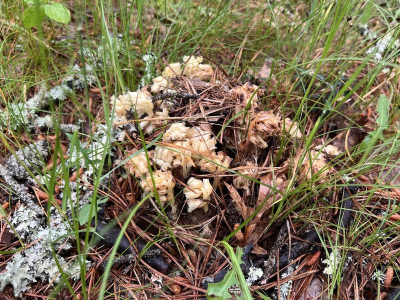 Hypopitys monotropa, photographed by Annie Weissman