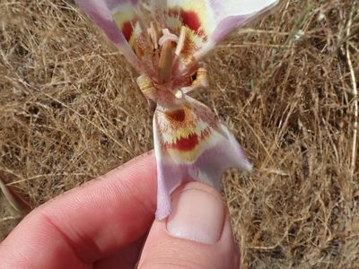 Calochortus argillosus, photographed by joergmlpts