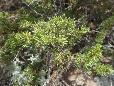 Adenostoma fasciculatum, photographed by joergmlpts
