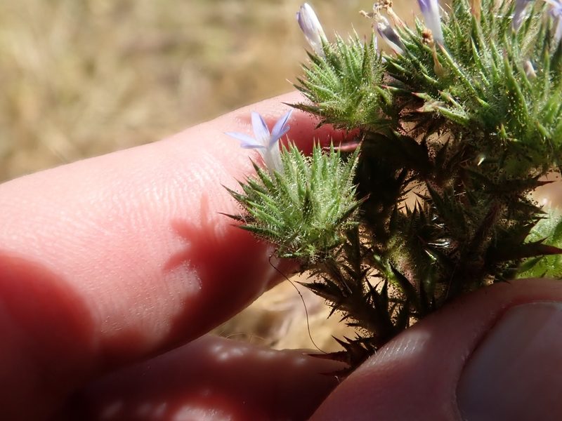 Navarretia squarrosa, photographed by joergmlpts