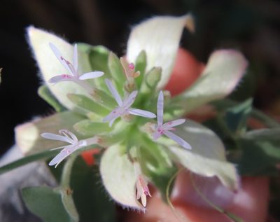 Monardella nana