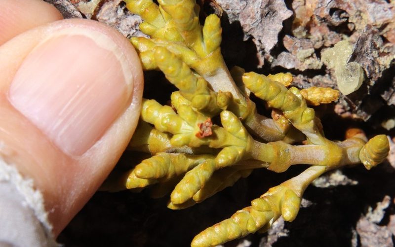 Arceuthobium campylopodum, photographed by Millie Basden