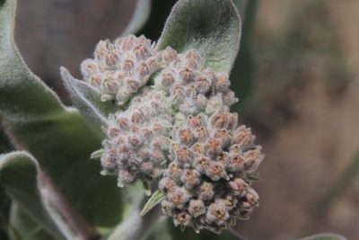 Asclepias eriocarpa, photographed by Millie Basden