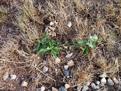 Lepidium draba, photographed by Vladimír Fuka