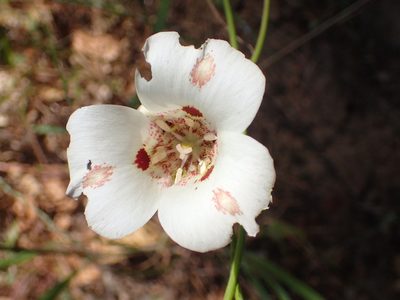 Calochortus venustus, photographed by George Williams