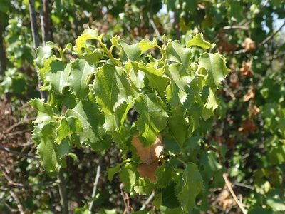 Prunus ilicifolia, photographed by joergmlpts