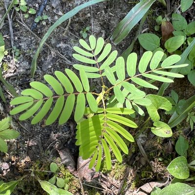 Chamaecrista fasciculata, photographed by Anne Parker